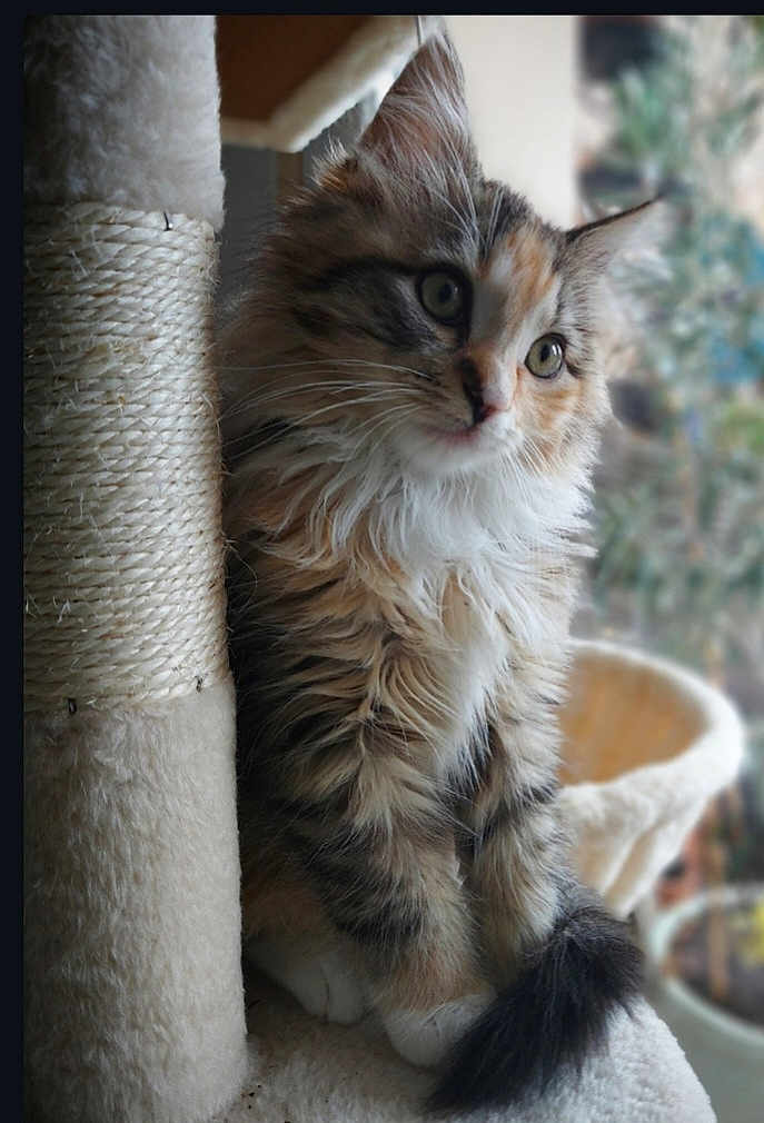 Léonie a rejoint le concours — aidez-le/la à gagner de superbes lots ! kitten, cat, fluffy, scratching_post, fur, whiskers, indoor, pet, curious, animal, young_cat, soft_light, close_up, sitting, tabby, cute, feline, domestic_cat, cozy, houseplant
