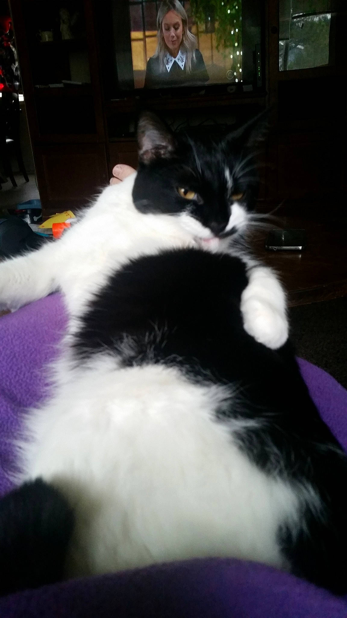 Ginger joined the competition — help win amazing prizes! black_and_white, carnivore, cat, ear, felidae, fur, kitten, norwegian_forest_cat, person, polydactyl_cat, sky, small_to_medium_sized_cats, tail, whiskers