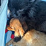 Teddy. Roxy. is registered to the contest to win money with this photo: dog, puppy, black_dog, golden_dog, sleeping, snuggling, fur, cute, pets, animal, close_up, cozy, resting, companion, friendship, indoors, soft_texture, canine, adorable, relaxing