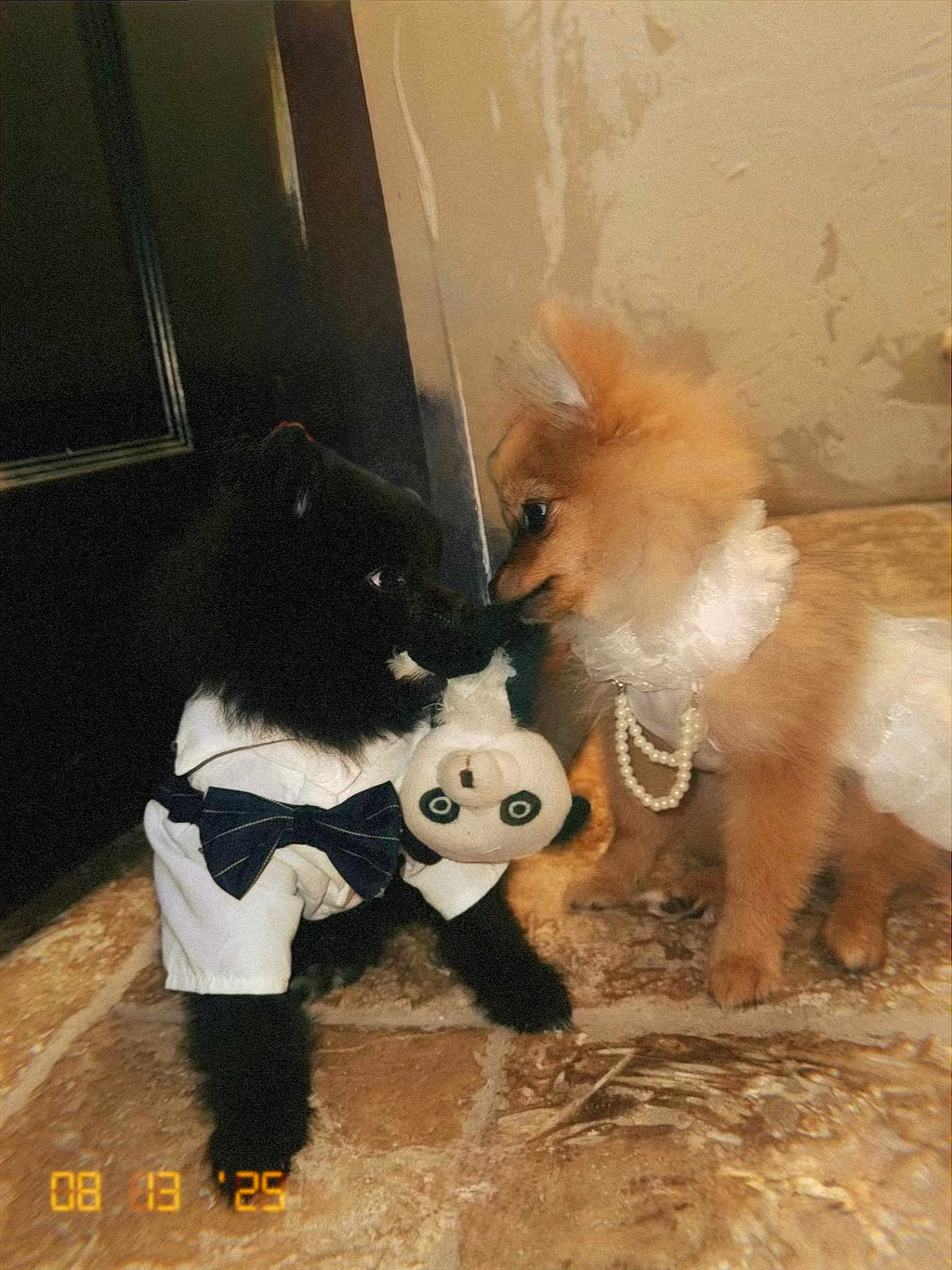 Teddy. Roxy.