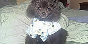 Teddy. Roxy. is registered to the contest to win money with this photo: dog, puppy, pomeranian, black_fur, shirt, bed, bedding, blanket, indoor, pet, cute, small_dog, fur, animal, sitting, portrait, bedroom, furniture, domestic_animal, canine
