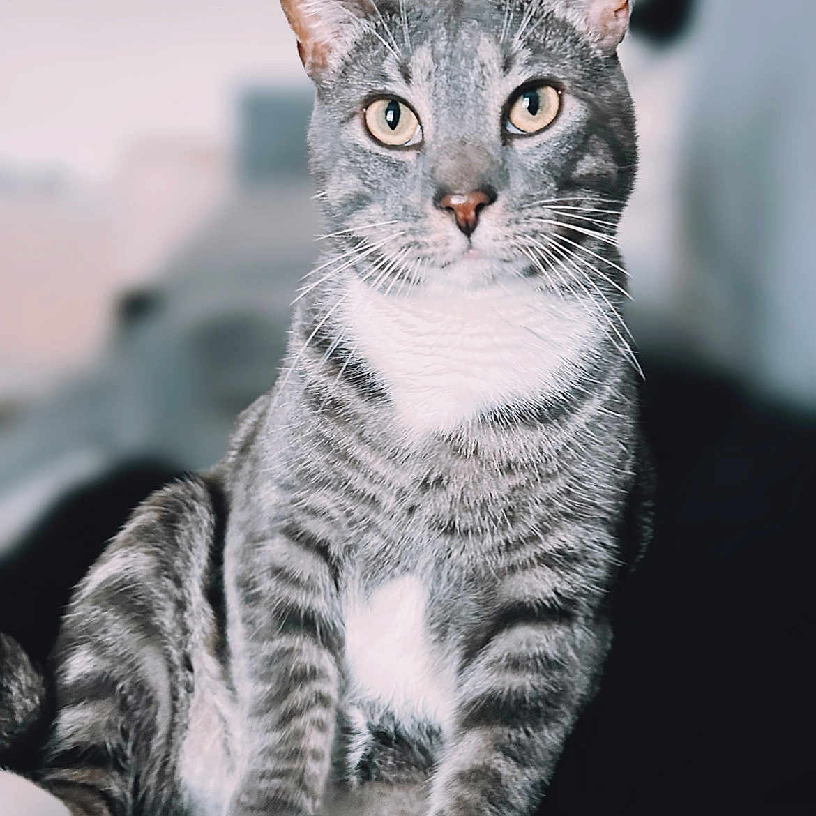 Theo joined the competition — help win amazing prizes! abyssinian, animal, cat, egyptiancat, kitten, manx, pet, siamese