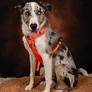 Buddy participe au concours pour gagner de l'argent avec cette photo : blue_eye, brown_eye, canine, dog, floppy_ears, harness, heterochromia, indoor, merle_coat, orange_harness, pet, portrait, puppy, short_fur, sitting, speckled_fur, studio, tongue_out, warm_lighting, wicker_rug