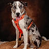 dog, puppy, canine, merle_coat, blue_eye, brown_eye, heterochromia, sitting, portrait, studio, orange_harness, harness, tongue_out, floppy_ears, speckled_fur, short_fur, pet, wicker_rug, warm_lighting, indoor