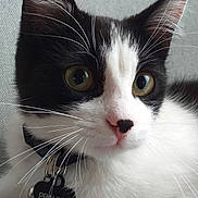 Praline a rejoint le concours — aidez-le/la à gagner de superbes lots ! cat, black_and_white, close_up, green_eyes, pink_nose, whiskers, collar, heart_tag, pet, feline, indoor, resting, fur, animal, cute, portrait, domestic_cat, alert, young_cat, soft_texture