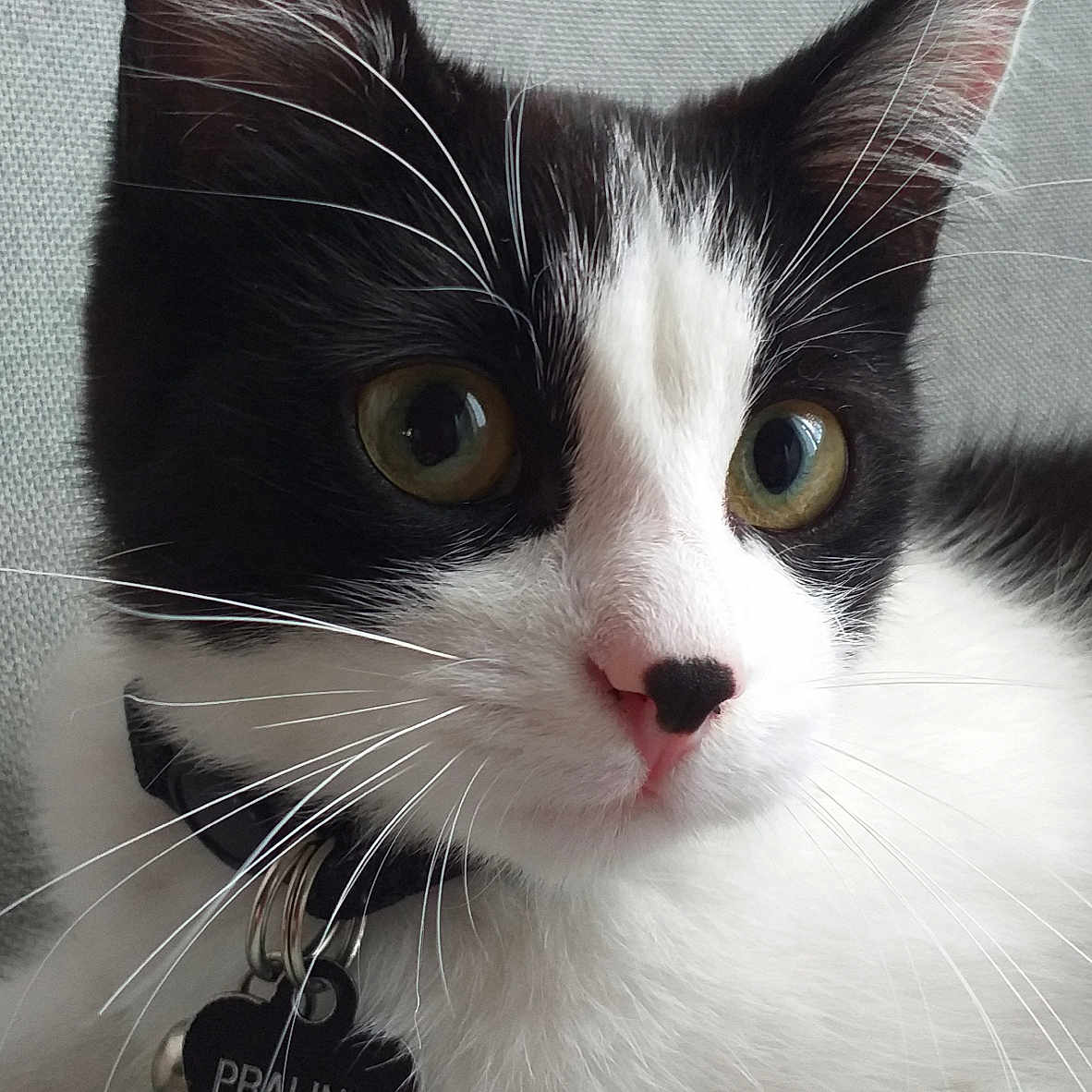 Praline a rejoint le concours — aidez-le/la à gagner de superbes lots ! cat, black_and_white, close_up, green_eyes, pink_nose, whiskers, collar, heart_tag, pet, feline, indoor, resting, fur, animal, cute, portrait, domestic_cat, alert, young_cat, soft_texture