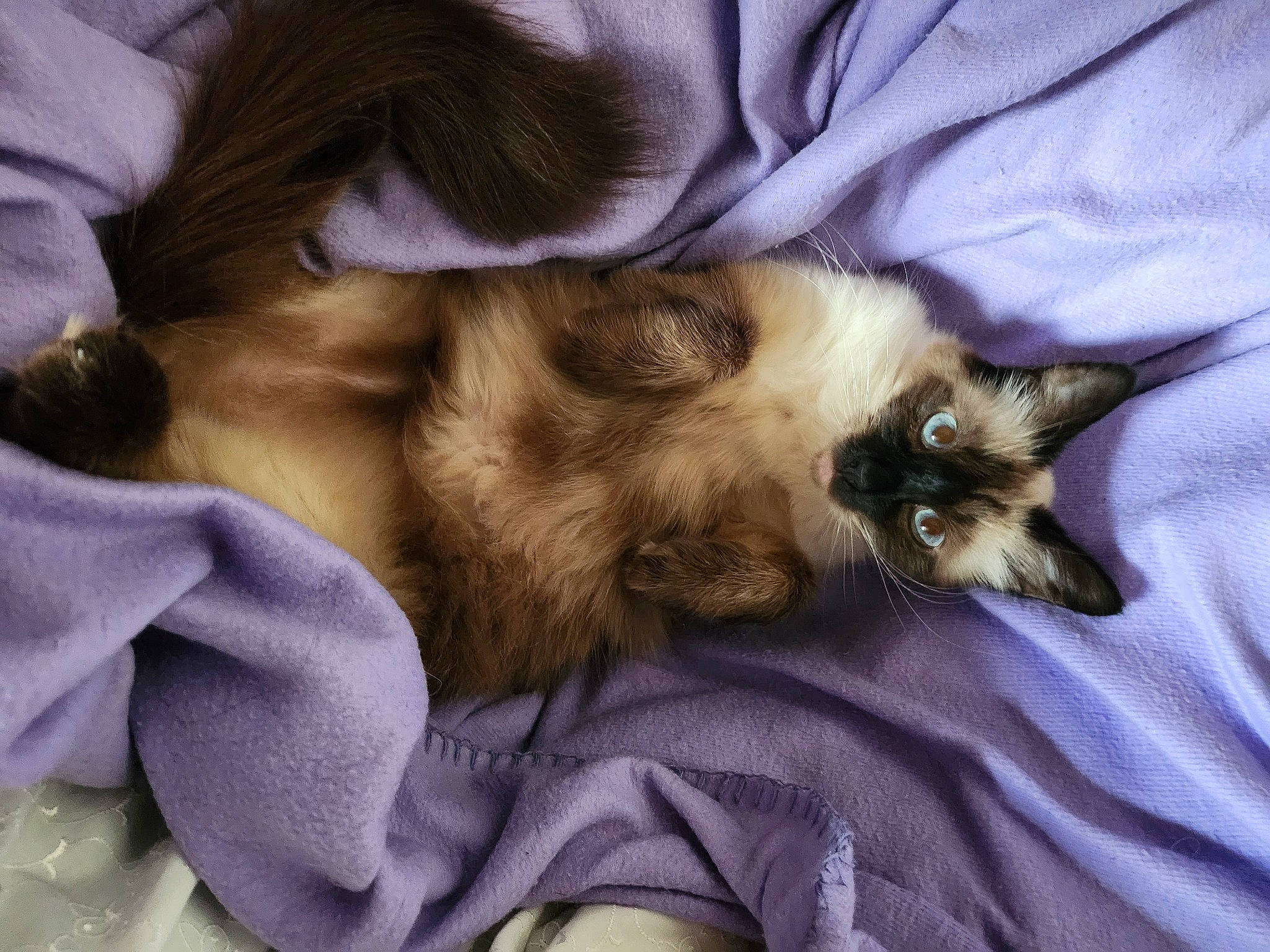 Pupuce participe au concours pour gagner de l'argent avec cette photo : balinese, birman, canidae, carnivore, cat, claw, comfort, companion_dog, dog_breed, fawn, felidae, fur, nap, paw, purple, siamese, small_to_medium_sized_cats, tail, thai, whiskers