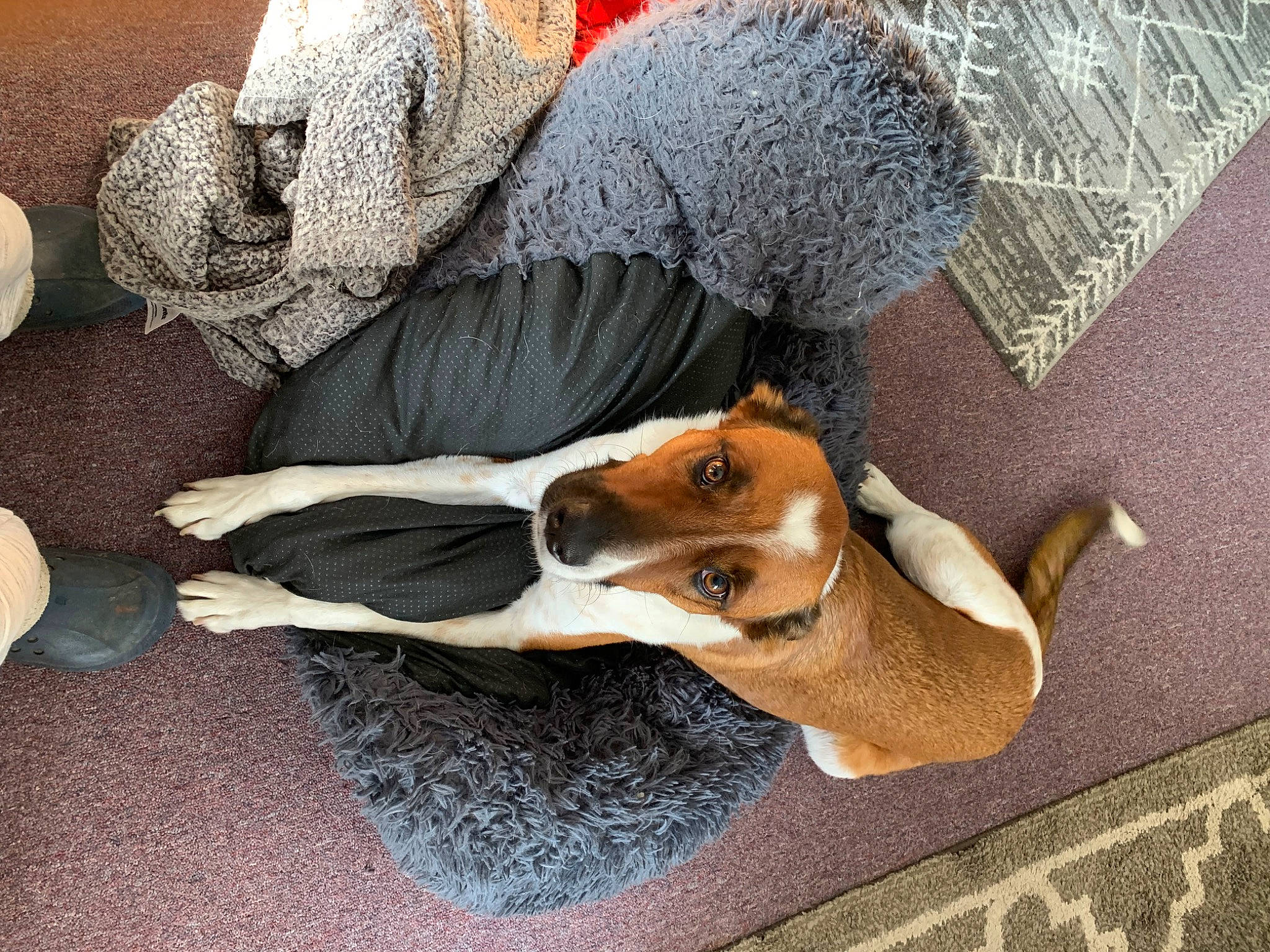 Bader joined the competition — help win amazing prizes! canidae, carnivore, comfort, companion_dog, dog, dog_breed, dog_clothes, dog_supply, fawn, flooring, fur, hat, linens, paw, snout, sporting_group, tail, toy_dog, wood, working_animal