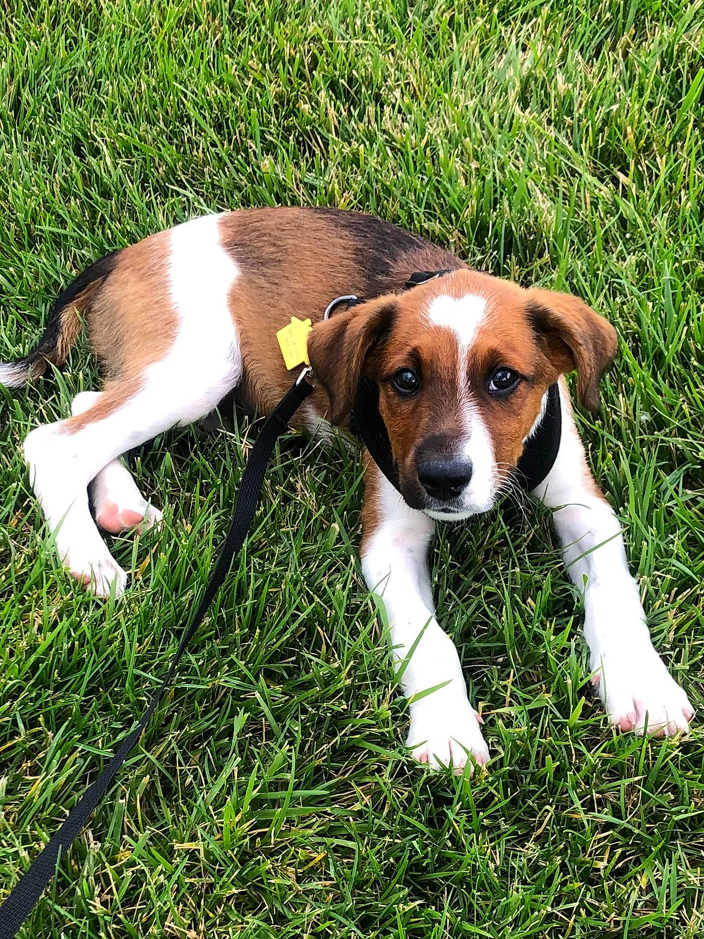 Bader is registered to the contest to win money with this photo: beagle_harrier, beaglier, canidae, carnivore, companion_dog, dog, dog_breed, fawn, grass, hound, hunting_dog, plant, scent_hound, snout, sporting_group, terrestrial_animal
