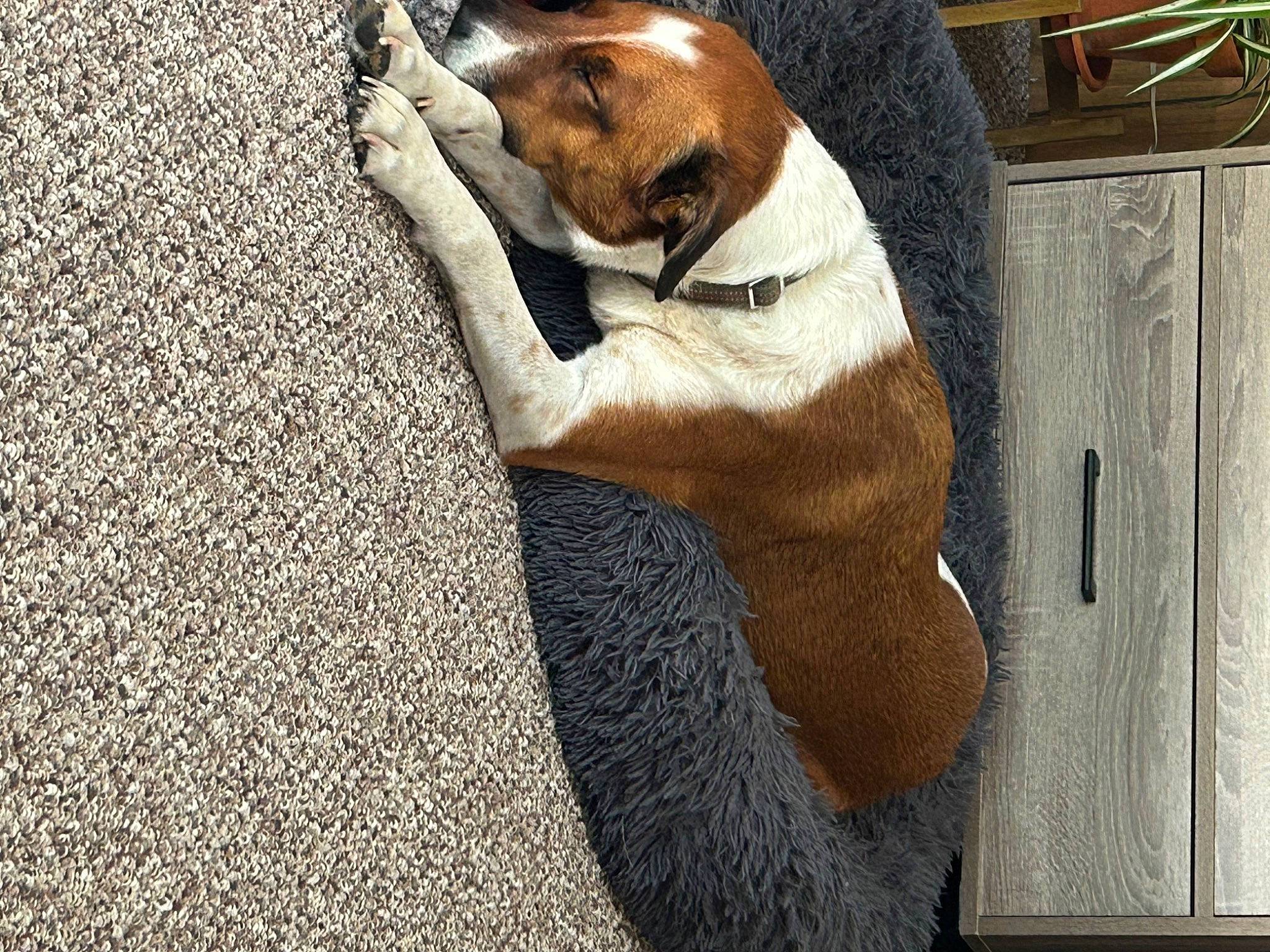 Bader is registered to the contest to win money with this photo: comfort, companion_dog, dog_breed, fawn, felidae, flooring, foot, fur, grass, human_leg, knee, linens, sitting, small_to_medium_sized_cats, snout, tail, thigh, tree, whiskers, wood