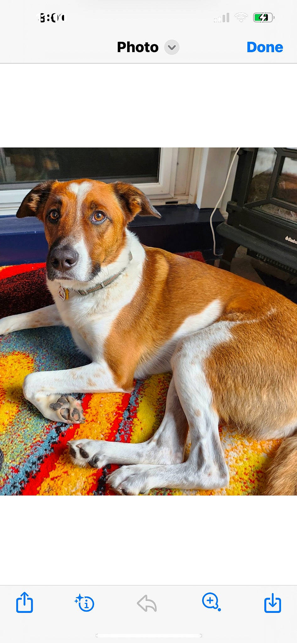 Bader joined the competition — help win amazing prizes! ancient_dog_breeds, canidae, carnivore, chair, collar, comfort, companion_dog, couch, dog, dog_breed, fur, puppy, rectangle, sporting_group, whiskers, working_animal, working_dog