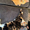 Cinnamon is registered to the contest to win money with this photo: cats, orange_cat, calico_cat, fluffy, fur, green_eyes, pet, animals, sofa, couch, indoor, home, lounging, lying_down, upside_down, relaxed, portrait, adorable, striped_fabric, colorful_coat