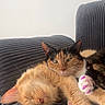 cat, cats, calico_cat, ginger_cat, sleeping, awake, cuddling, pet, feline, animal, whiskers, ears, paws, plush_toy, sofa, couch, corduroy, indoor, cozy, portrait