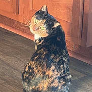 Cinnamon is registered to the contest to win money with this photo: cat, calico_cat, pet, animal, feline, sitting, floor, wooden_floor, wooden_door, indoors, home, portrait, looking_at_camera, whiskers, green_eyes, fur, multicolored, tail, cozy, photography