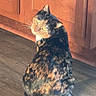 cat, calico_cat, pet, animal, feline, sitting, floor, wooden_floor, wooden_door, indoors, home, portrait, looking_at_camera, whiskers, green_eyes, fur, multicolored, tail, cozy, photography