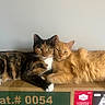 Cinnamon joined the competition — help win amazing prizes! cat, cats, tortoiseshell_cat, orange_cat, fluffy, fur, whiskers, ears, green_eyes, pet, animals, indoor, resting, cuddling, lying_down, cardboard_box, holiday_packaging, store_display, portrait, cozy