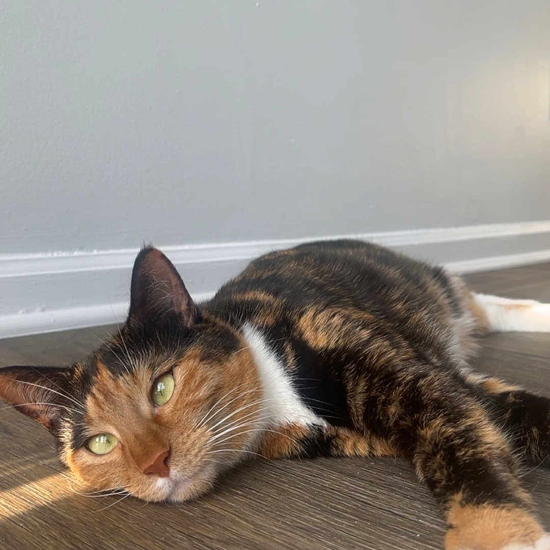 Cinnamon joined the competition — help win amazing prizes! cat, calico_cat, pet, animal, feline, lying_down, relaxed, green_eyes, whiskers, fur, orange_fur, black_fur, white_fur, white_paw, portrait, indoor, wood_floor, sunlight, home, close_up