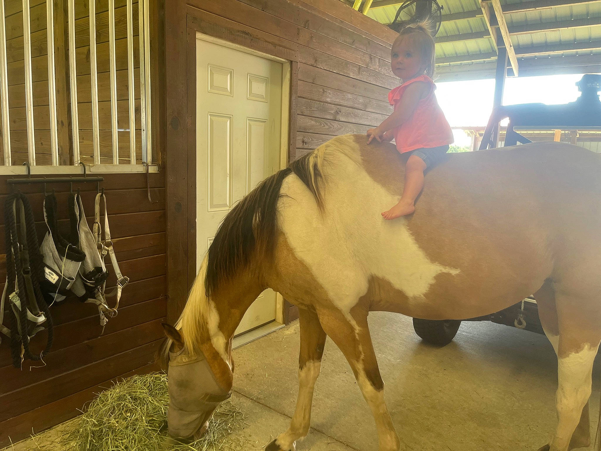 Braelyn joined the competition — help win amazing prizes! bovine, bridle, door, event, fun, hat, horn, horse_supplies, horse_tack, landscape, livestock, pack_animal, person, public_event, recreation, rein, snout, stallion, terrestrial_animal, wood