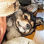 Thaï participe au concours pour gagner de l'argent avec cette photo : puppy, dog, pet, fur, cute, lying_down, wooden_floor, paw, face, cozy, fleece, hand, animal, domestic_animal, young, close_up, indoor, relaxed, adorable, fur_texture