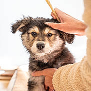 Thaï a rejoint le concours — aidez-le/la à gagner de superbes lots ! puppy, dog, pet, animal, fur, cute, hand, chew_stick, cozy, fleece_jacket, indoor, close_up, adorable, brown, black, white, soft, young, comfort, companion