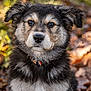 Thaï participe au concours pour gagner de l'argent avec cette photo : puppy, dog, fur, black, gray, white, collar, outdoor, autumn, leaves, closeup, portrait, cute, pet, animal, nature, young, fluffy, ears, face