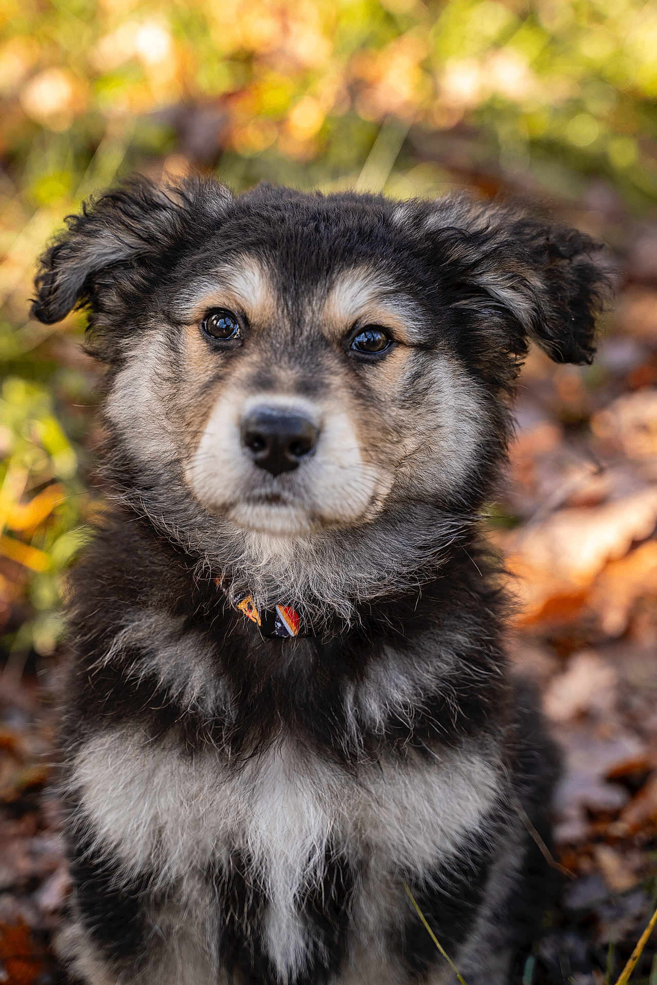 Thaï participe au concours pour gagner de l'argent avec cette photo : puppy, dog, fur, black, gray, white, collar, outdoor, autumn, leaves, closeup, portrait, cute, pet, animal, nature, young, fluffy, ears, face