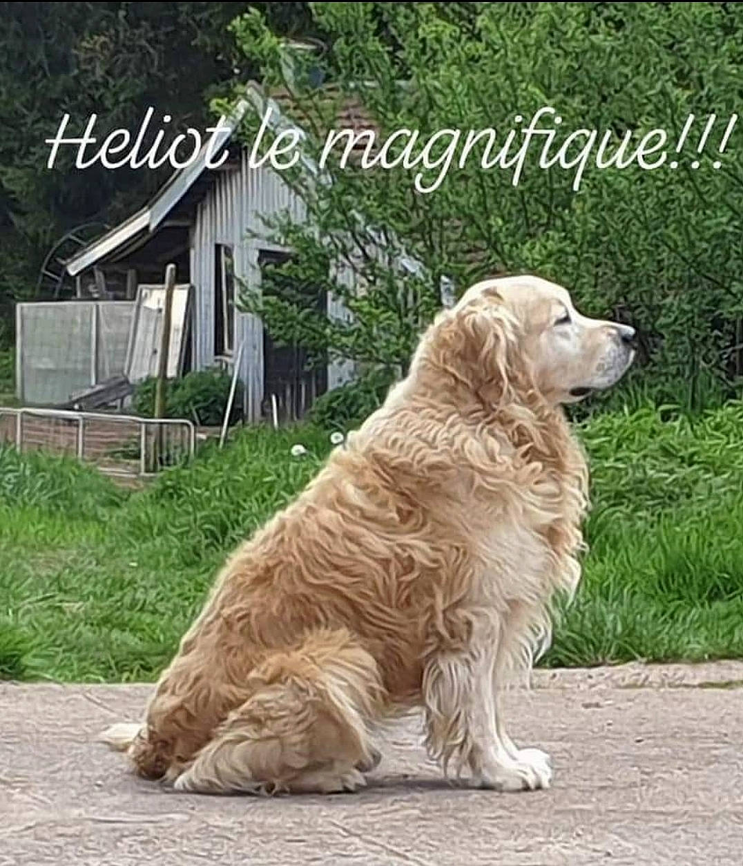 Héliot participe au concours pour gagner de l'argent avec cette photo : carnivore, companion_dog, dog, dog_breed, font, fur, golden_retriever, grass, gun_dog, landscape, photo_caption, plant, porch, retriever, snout, tail, terrestrial_animal, tree, wood, working_animal