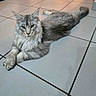 cat, fluffy, gray, tile_floor, relaxed, indoor, pet, animal, feline, crossed_paws, long_hair, calm, cute, whiskers, ears, tail, domestic_cat, laying_down, fur, eyes
