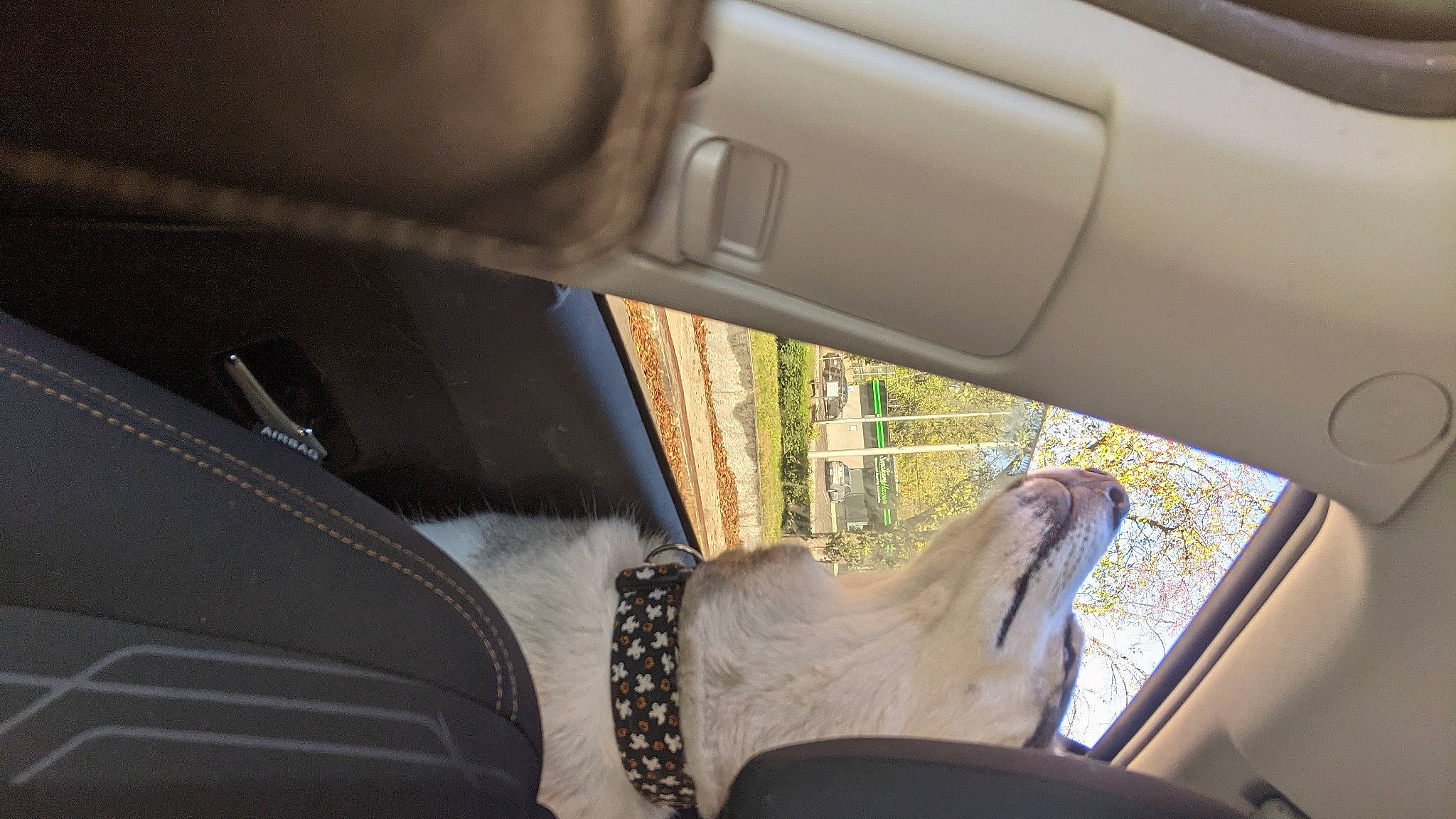 Luka is registered to the contest to win money with this photo: auto_part, automotive_design, automotive_exterior, automotive_mirror, car, car_seat, finger, gesture, head_restraint, human_leg, personal_luxury_car, plant, rear_view_mirror, steering_part, steering_wheel, tints_and_shades, vehicle, vehicle_door, window, windshield