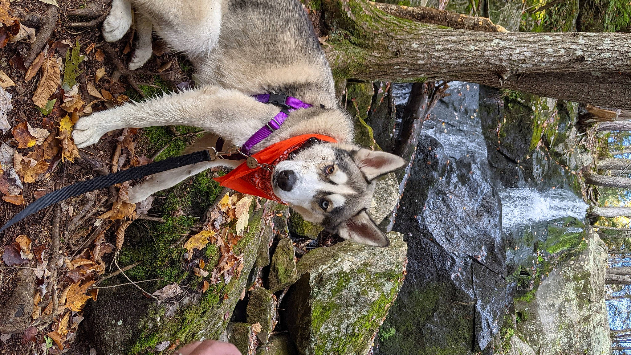 Luka joined the competition — help win amazing prizes! canidae, canis, carnivore, collar, dog, dog_breed, fawn, goats, pack_animal, plant, snout, sporting_group, tail, terrestrial_animal, tree, trunk, water, waterfall, wood, working_animal
