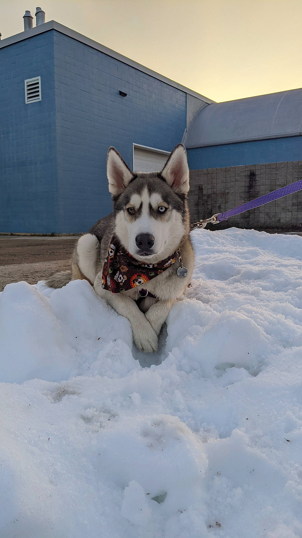 Luka joined the competition — help win amazing prizes! carnivore, collar, companion_dog, dog, dog_breed, dog_supply, door, fawn, freezing, fur, recreation, siberian_husky, sky, sled_dog, snow, sporting_group, tail, window, winter, working_animal
