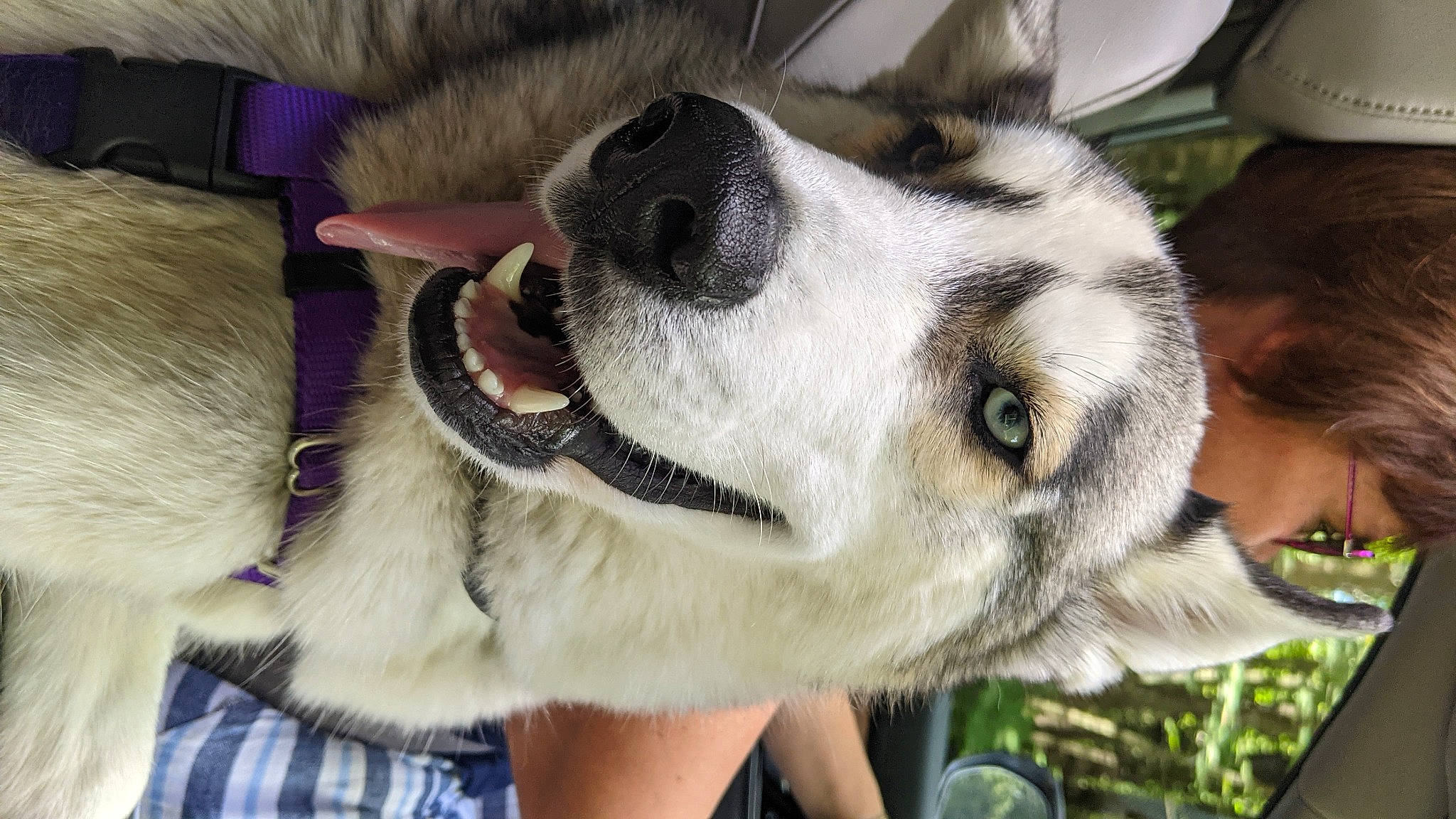 Luka joined the competition — help win amazing prizes! canidae, carnivore, collar, companion_dog, dog, dog_breed, dog_collar, ear, fawn, fur, giant_dog_breed, herding_dog, leash, plaid, snout, sporting_group, tartan, whiskers, working_animal, working_dog