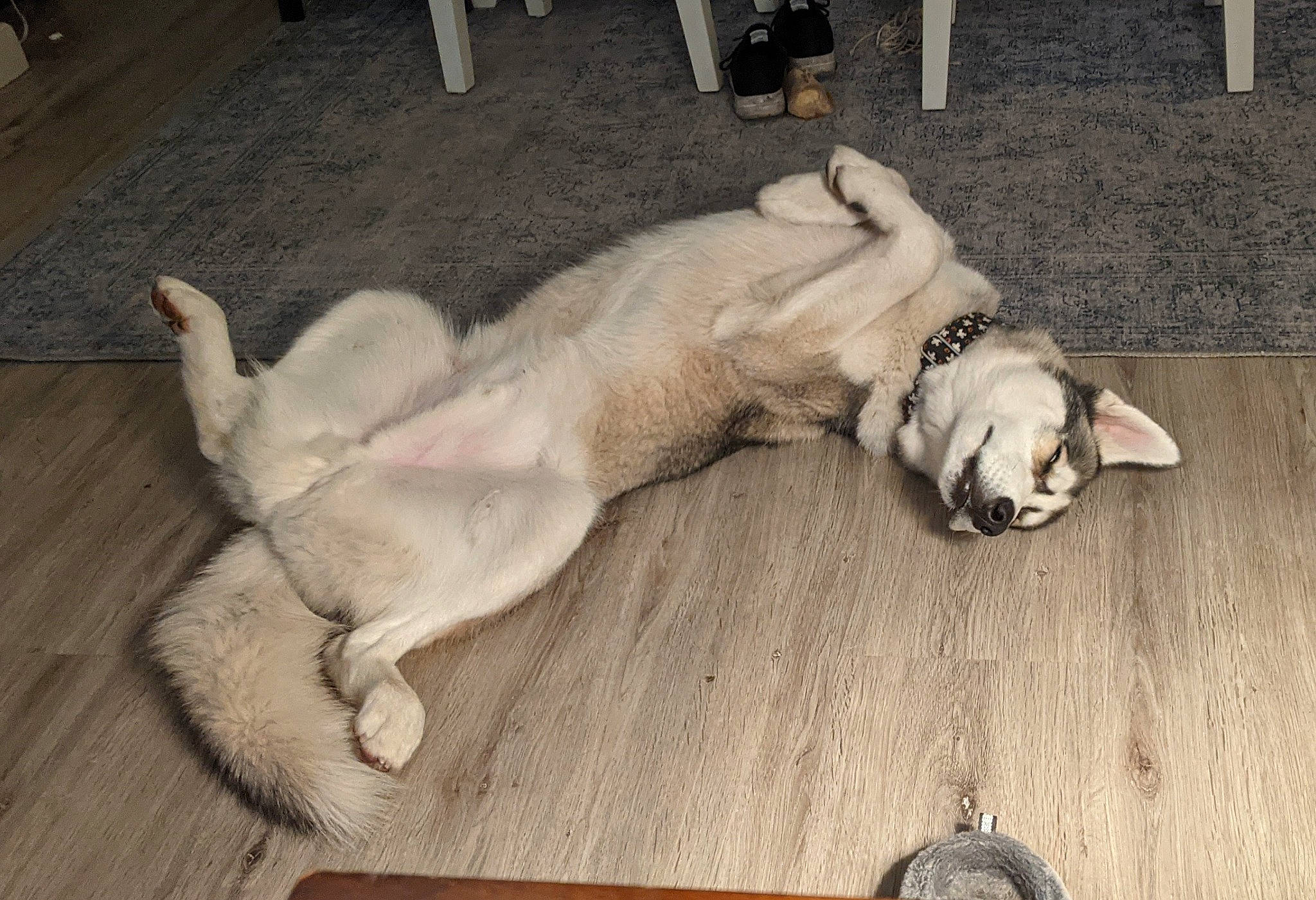 Luka is registered to the contest to win money with this photo: carnivore, comfort, companion_dog, dog, dog_breed, dog_collar, fawn, flooring, fur, guard_dog, hardwood, nap, paw, retriever, snout, sporting_group, tail, wood, wood_flooring, working_animal