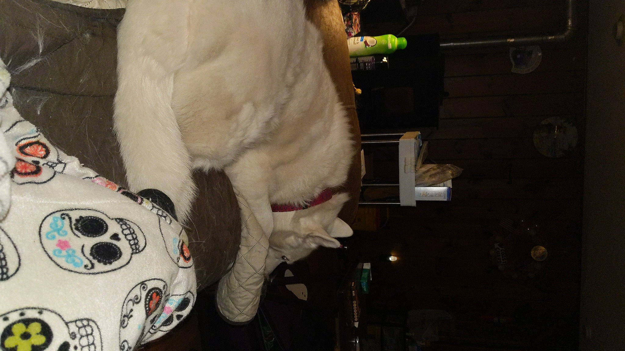 Zoey is registered to the contest to win money with this photo: audio_equipment, auto_part, automotive_lighting, automotive_wheel_system, bone, car, dog_breed, event, fun, fur, fur_clothing, motor_vehicle, personal_protective_equipment, plush, skull, stuffed_toy, tail, toy, vehicle