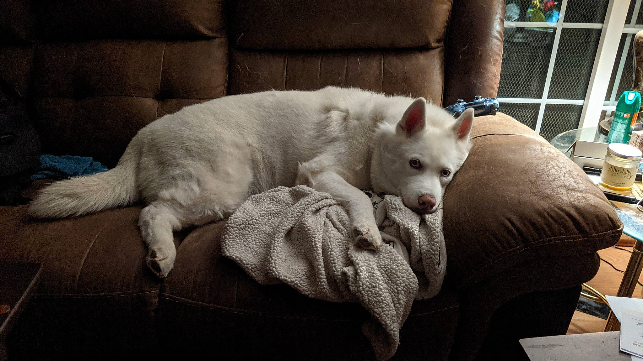 Zoey is registered to the contest to win money with this photo: canidae, carnivore, chair, comfort, companion_dog, couch, dog, dog_breed, fawn, felidae, fence, fur, furniture, grey, paw, small_to_medium_sized_cats, tail, terrestrial_animal, whiskers, working_animal