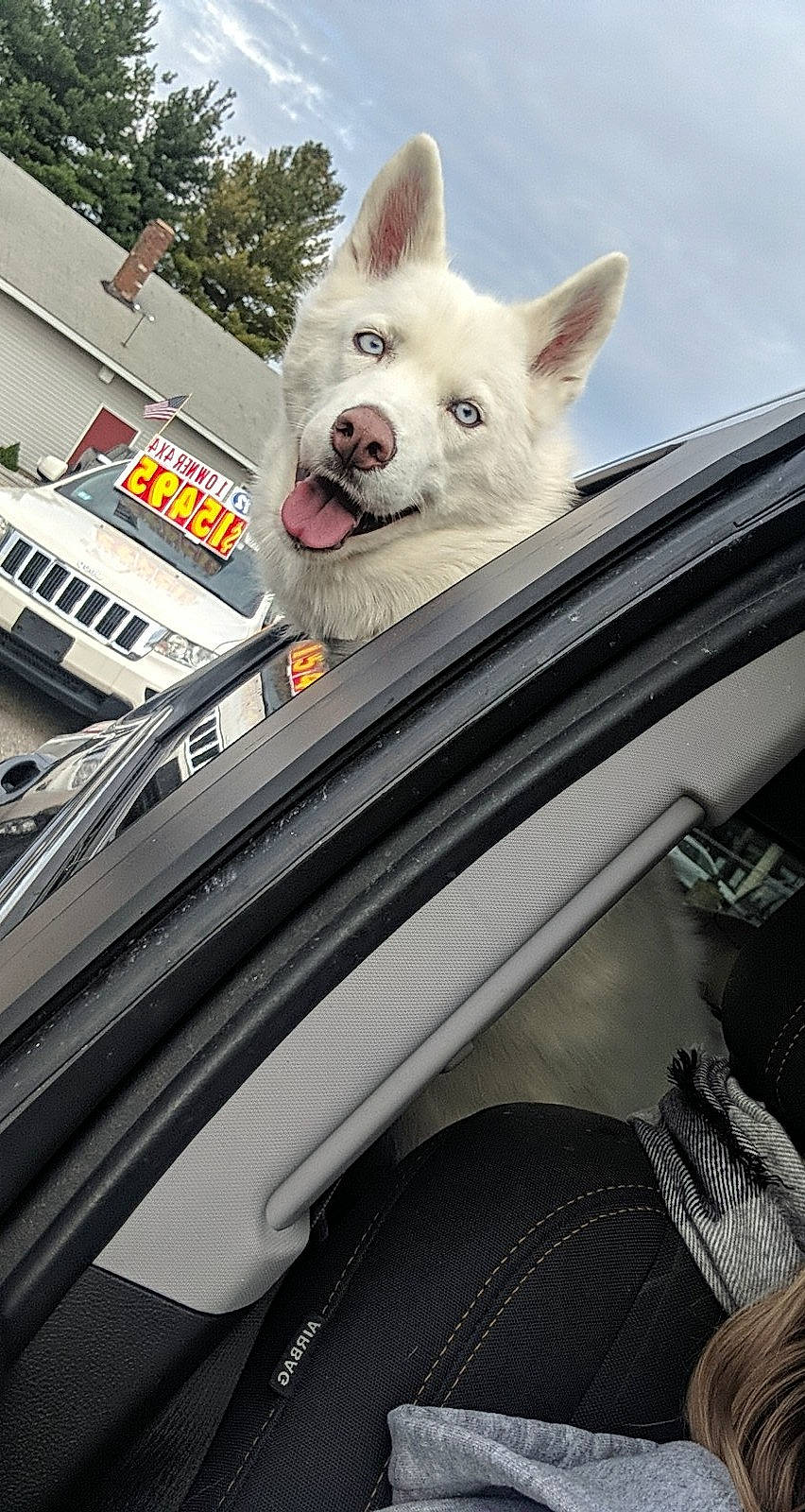 Zoey is registered to the contest to win money with this photo: automotive_design, automotive_exterior, automotive_lighting, automotive_tire, car, carnivore, companion_dog, dog, dog_breed, glass, hood, line, motor_vehicle, sky, snout, vehicle, vehicle_door, window, windscreen_wiper, windshield