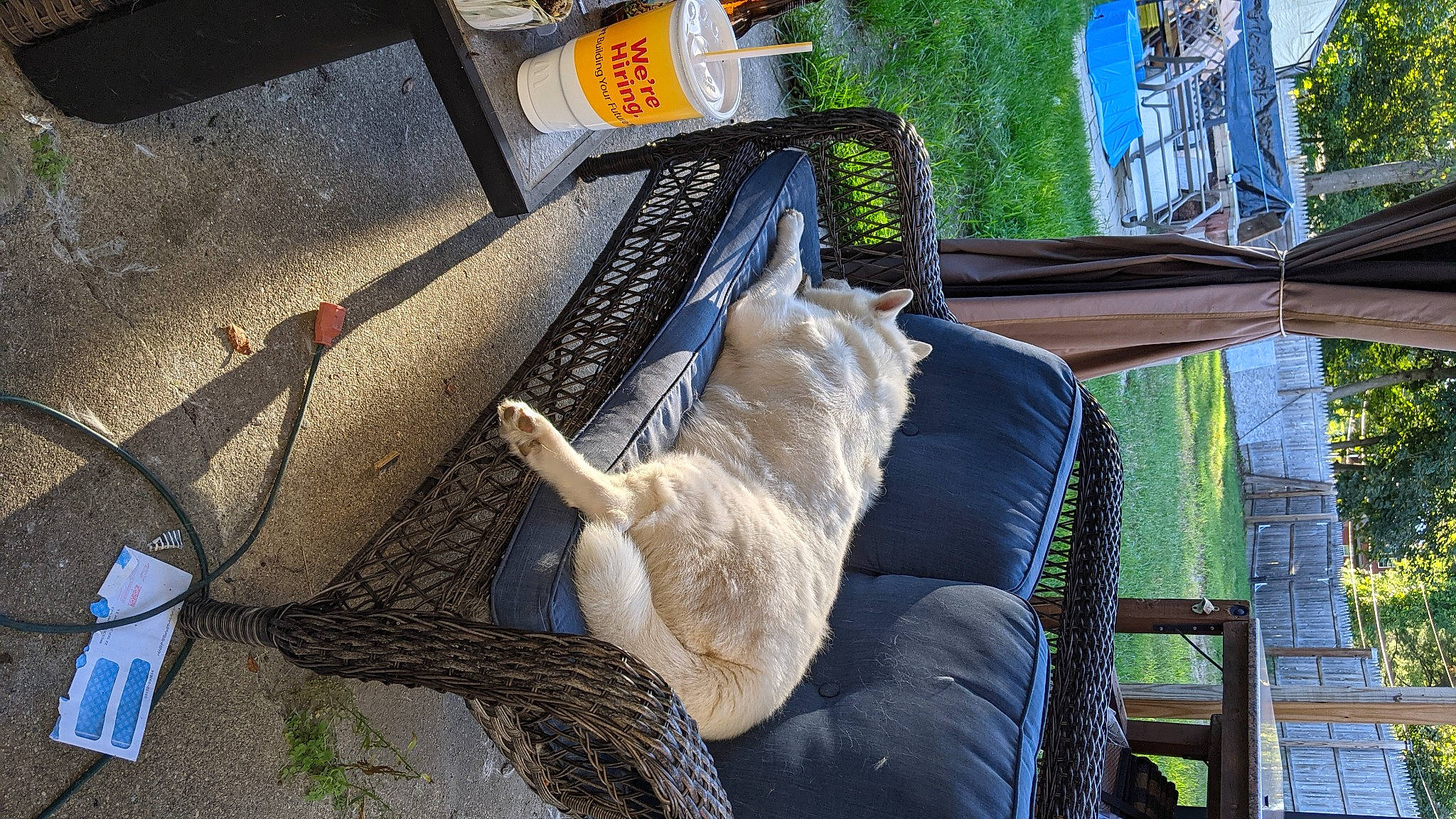 Zoey joined the competition — help win amazing prizes! carnivore, cat, chair, comfort, companion_dog, fawn, felidae, fur, grass, leisure, outdoor_furniture, plant, porch, small_to_medium_sized_cats, sporting_group, tail, tints_and_shades, tree, whiskers, wood