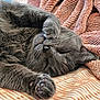 Cloudburst joined the competition — help win amazing prizes! cat, gray_cat, sleeping, paw, whiskers, fur, cozy, blanket, bed, napping, pet, domestic_cat, closeup, relaxation, indoor, soft_texture, cute, feline, resting, snuggled