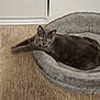 animal, carpet, cat, cozy, cute, domestic_cat, door, feline, floor, fur, gray_cat, green_eyes, home, indoor, pet_bed, plush_bed, relaxed, resting, stretching, wall
