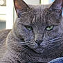 Cloudburst is registered to the contest to win money with this photo: cat, gray_cat, green_eyes, close_up, pet, feline, whiskers, fur, animal, domestic_animal, resting, relaxed, indoors, blanket, soft_texture, portrait, face, ears, sleepy, cute