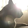 animal, backlit, bright_light, calm, cat, domestic_animal, feline, fur, indoor, morning_light, pet, profile, quiet, relaxing, shadow, silhouette, soft_focus, sunlight, whiskers, window