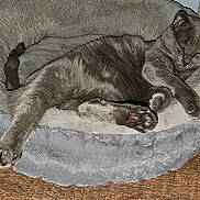 Cloudburst joined the competition — help win amazing prizes! cat, gray_cat, pet, animal, cozy_bed, cat_bed, stretching, paw, pink_paw_pads, fur, relaxed, sleepy, indoor, wooden_floor, scratching_post, feline, domestic_cat, resting, cute, home