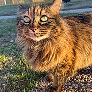 Bel joined the competition — help win amazing prizes! animal, cat, closeup, curious, cute, daylight, eyes, fence, fluffy, fur, grass, gravel, mammal, nature, outdoor, pet, portrait, standing, sunlight, whiskers