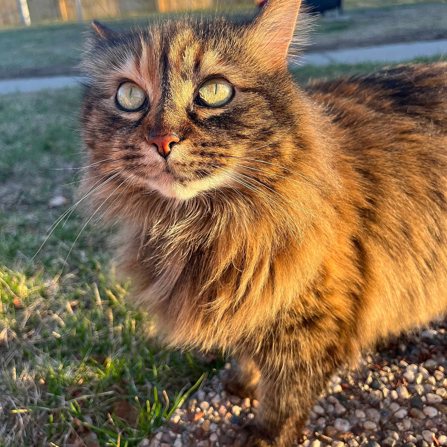 Bel