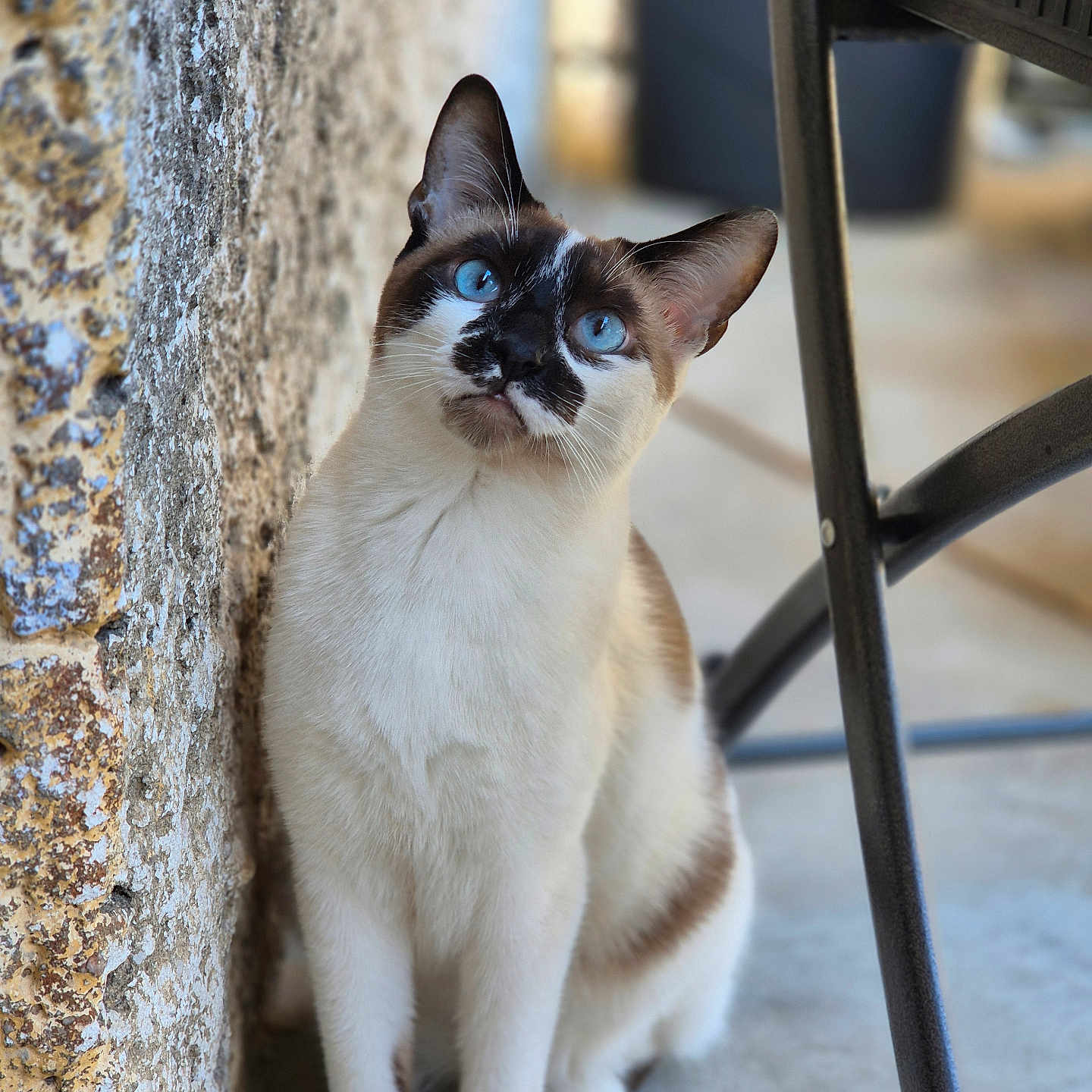 Thor participe au concours pour gagner de l'argent avec cette photo : cat, siamese_cat, blue_eyes, sitting, curious, animal, pet, outdoor, wall, texture, concrete_floor, chair_leg, feline, fur, whiskers, ears, portrait, closeup, natural_light, domestic_animal