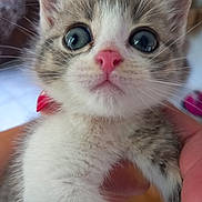 Lison a rejoint le concours — aidez-le/la à gagner de superbes lots ! adorable, animal, blue_eyes, blurred_background, cat, close_up, cute, domestic_animal, feline, fur, hand, holding, indoor, kitten, mammal, pet, pink_nose, portrait, whiskers, young