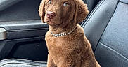 Boone is registered to the contest to win money with this photo: adorable, animal, brown_fur, car_seat, cute, daylight, dog, front_seat, indoors, leather_seat, looking_up, nature, necklace, pet, puppy, sitting, tree, vehicle, window, young_dog