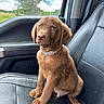 adorable, animal, brown_fur, car_seat, cute, daylight, dog, front_seat, indoors, leather_seat, looking_up, nature, necklace, pet, puppy, sitting, tree, vehicle, window, young_dog