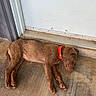 Boone is registered to the contest to win money with this photo: animal, brown, canine, collar, concrete, dog, door, floor, fur, indoors, nap, paw, pet, puppy, quiet, relaxed, resting, side_view, sleeping, young_dog