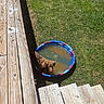 Boone is registered to the contest to win money with this photo: animal, backyard, brown_dog, canine, curious, daytime, dog, grass, kiddie_pool, nature, outdoor, pet, playful, recreation, relaxation, shallow_water, summer, sunlight, water, wooden_steps